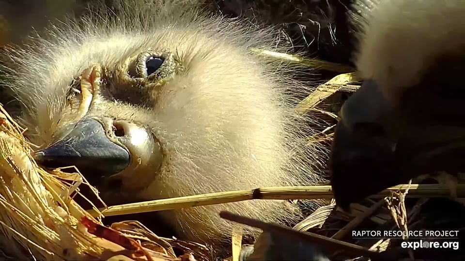 April 6, 2024: Sleeping - and dreaming! are part of eaglet growth and development.