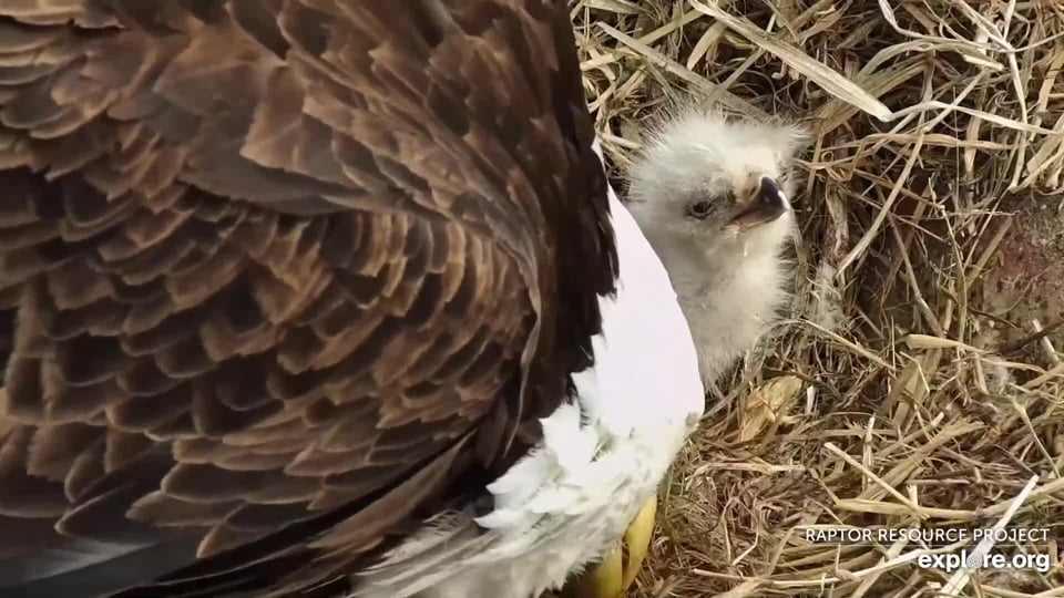 The Decorah Eagles: https://www.raptorresource.org/birdcams/decorah-eagles/. We've been streaming this nest since 2010. We've watched three different pairs of eagles (Mom and Dad, Mom and DM2, and HD and HM) and a pair of geese on the hatchery territory. S37 eaglets have been produced in three nests on this territory (N1, N2, N2B) since 2008.