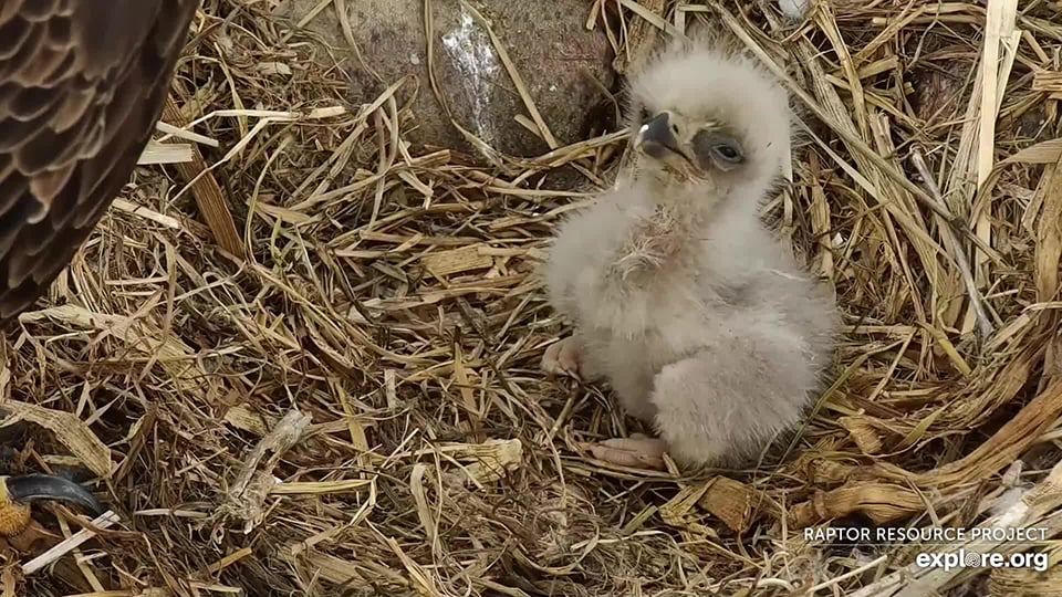 April 12, 2023: An eagle-tude fit for royalty!