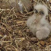 April 11, 2023: DH2 at four days old!