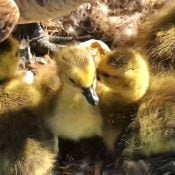 April 14, 2024: The last gosling hatches at N1.