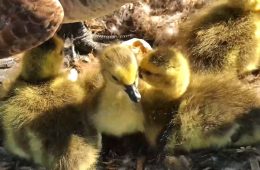 April 14, 2024: The last gosling hatches at N1.