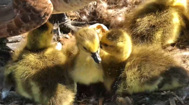 April 14, 2024: The last gosling hatches at N1.