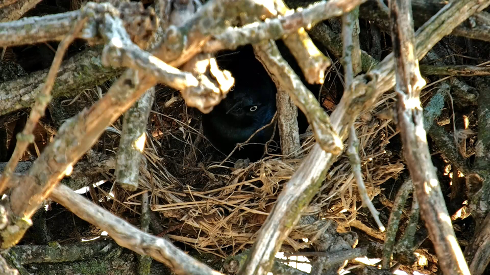 April 18, 2023: A Common Grackle is subleasing the North nest's basement!