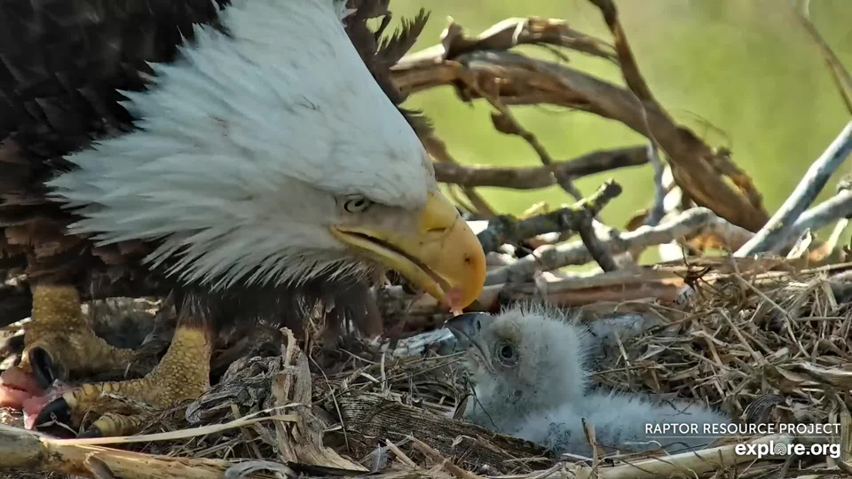 April 18, 2023: HM and HD have really dialed in feeding!