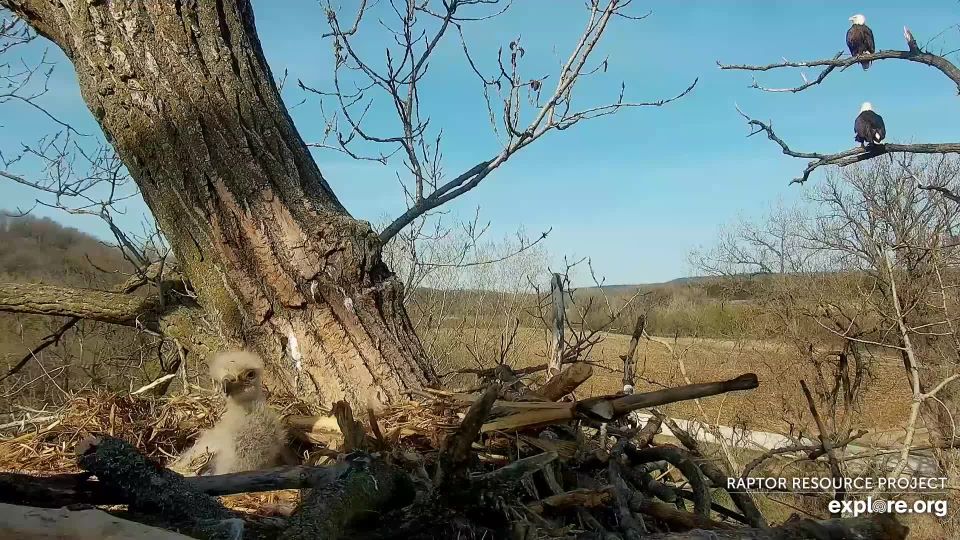 April 18, 2023: Decorah family report. HM and HD are guarding from a perch about 35 feet from the nest.