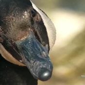 Did I expect to find myself completely charmed by Canada Geese? I did not!