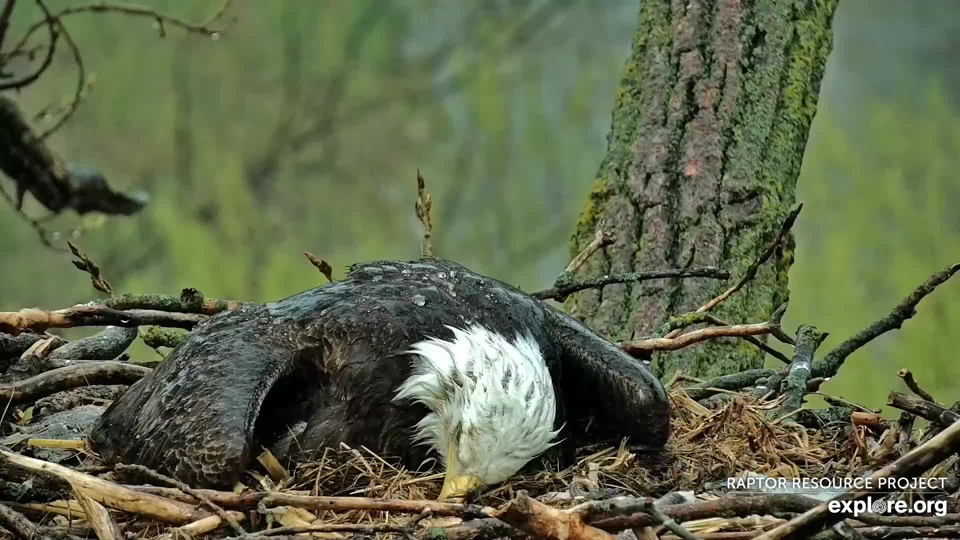April 20, 2023: HD brooded through rain, snow, and graupel today, keeping DH2 safe and warm beneath him.