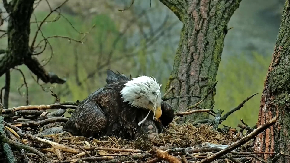 April 20, 2023: Where are the wet wipes? HD gets a beakful of poop!