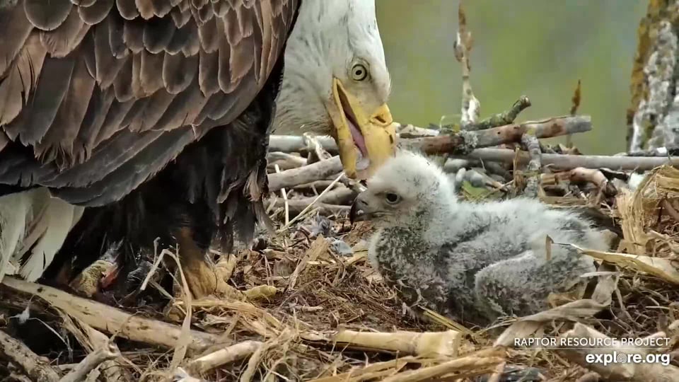 April 22, 2023: Eaglets gain a lot of weight in their first four weeks of life. DH2's beak and footpads are growing rapidly.