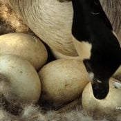 April 24, 2023: Hatch has started at the Canada Goose nest!