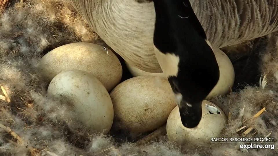 April 24, 2023: Hatch has started at the Canada Goose nest!