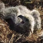 April 25, 2023: DH2 sprawls comfortably in the nest.