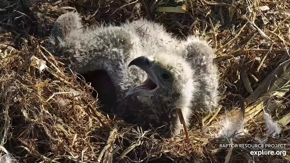 April 25, 2023: DH2 sprawls comfortably in the nest.