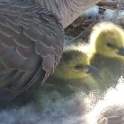 April 25, 2023: Goslings!