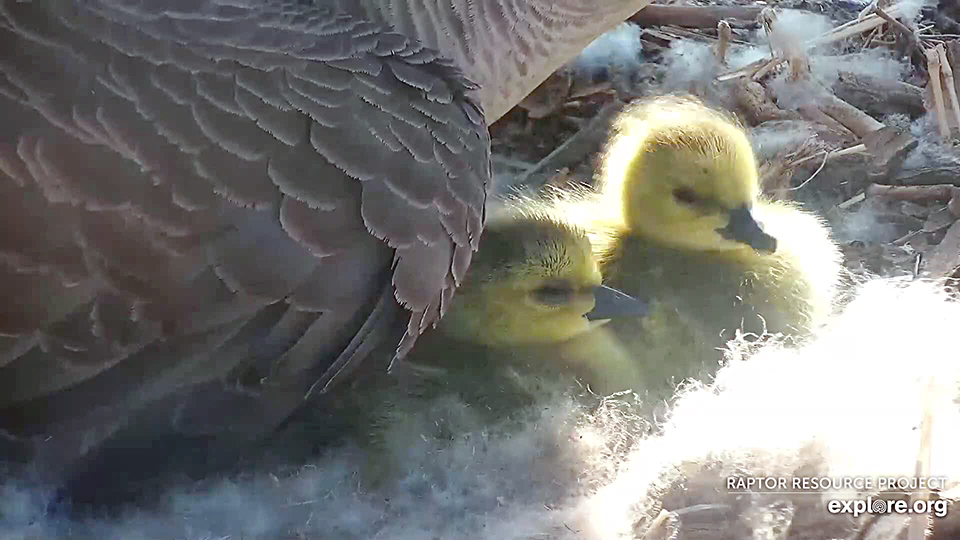 April 25, 2023: Goslings!