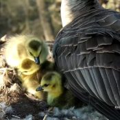April 26, 2023: The goslings this morning shortly before MG left the nest. When they didn't jump yesterday - they were pretty rambunctious! - we thought it might happen early this morning. But we were still surprised at how quickly it went!