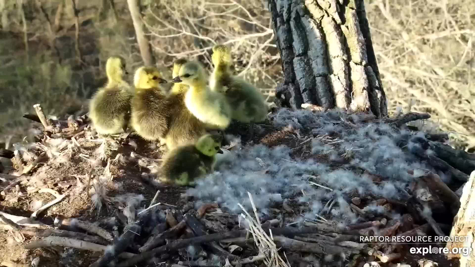 April 26, 2023: Mom has left and both parents are calling to the goslings from below the nest. This seems like a very long fall, but the goslings are compelled to join their parents and don't really know how far it is. They just hatched yesterday!