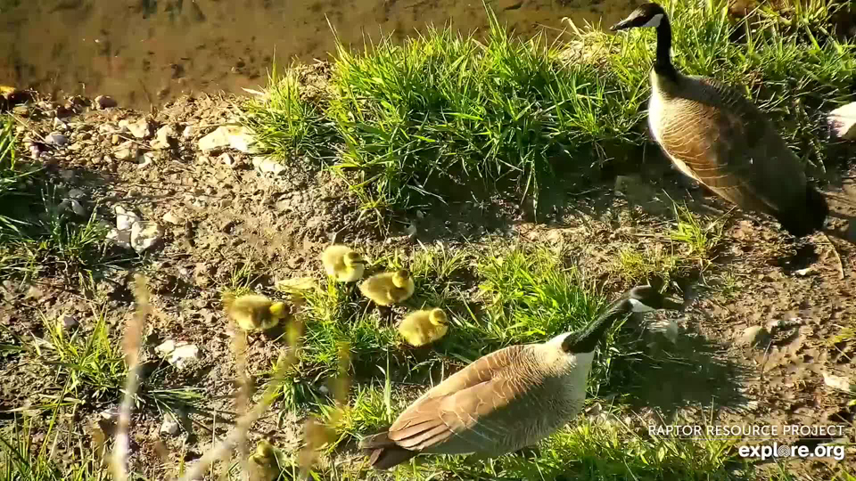 April 26, 2023: Five goslings. The camera operators told us that one went off the side of the nest so we beat the underbrush, doing our best not to disturb the rest of the family. Despite our best efforts, Papa noticed us and kept a wary eye out.
