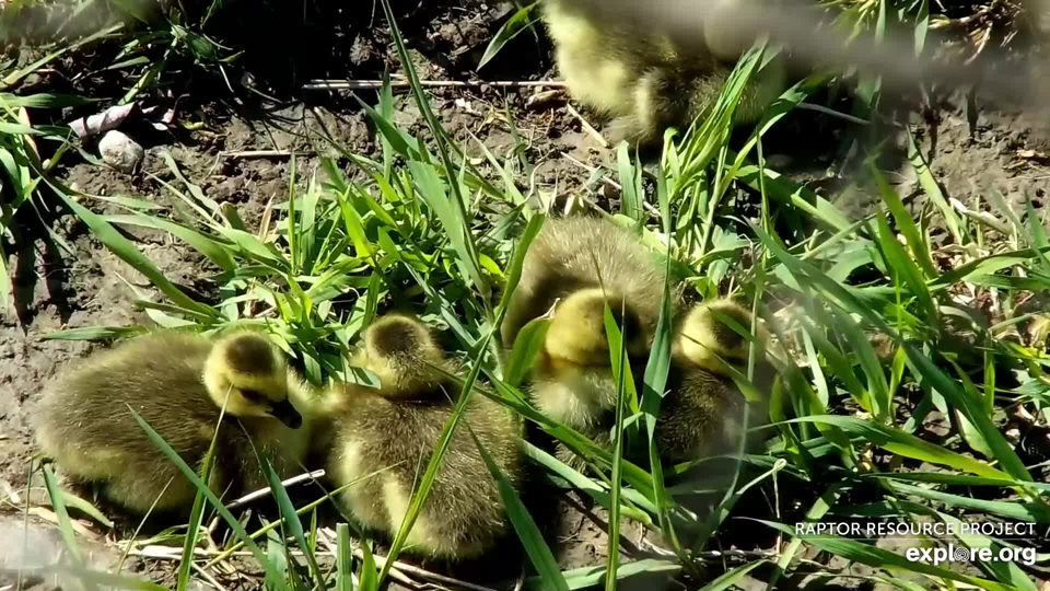 April 26, 2023: Make way for goslings! We have Jack, Kack, Lack, Mack, Nack. Okay, we don't formally name them, but I loved this book: https://youtu.be/pVDZxju1ImE.