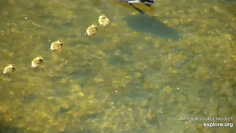 April 26, 2023: Time for paddling lessons! The goslings follow their parents in the calm pool below N2B.