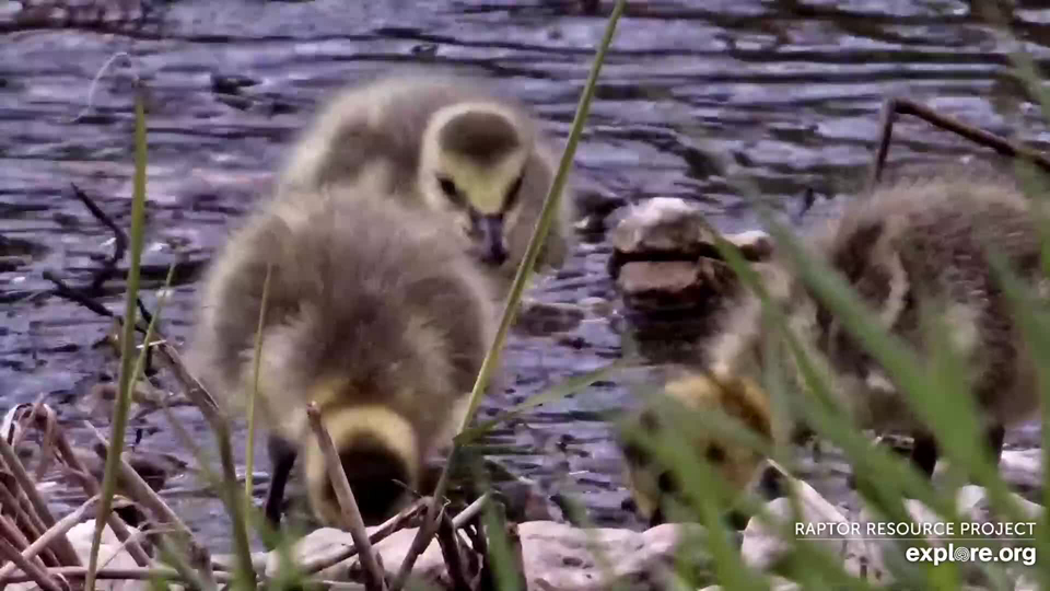April 26, 2023: Another look at the goslings!