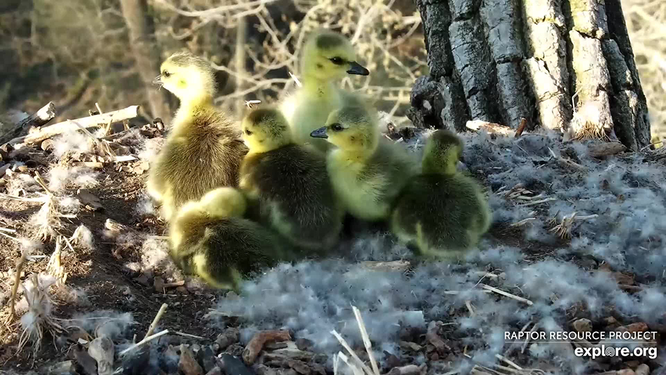 Canada goose deals quote quiz