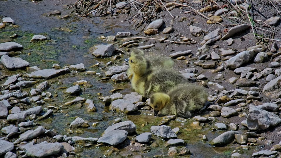 April 28, 2022: Three goslings after the leap of faith!