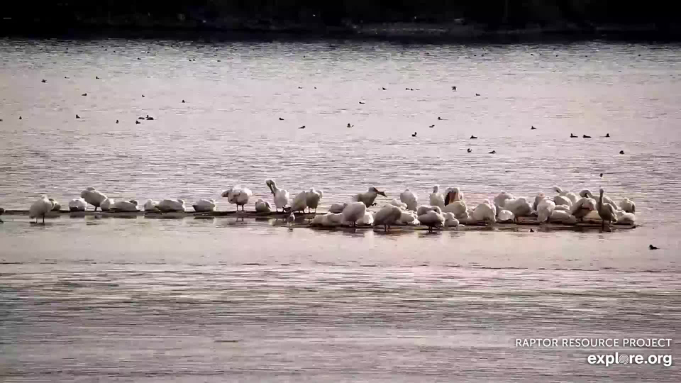 April 3, 2023: Pelicans and ducks on the Flyway