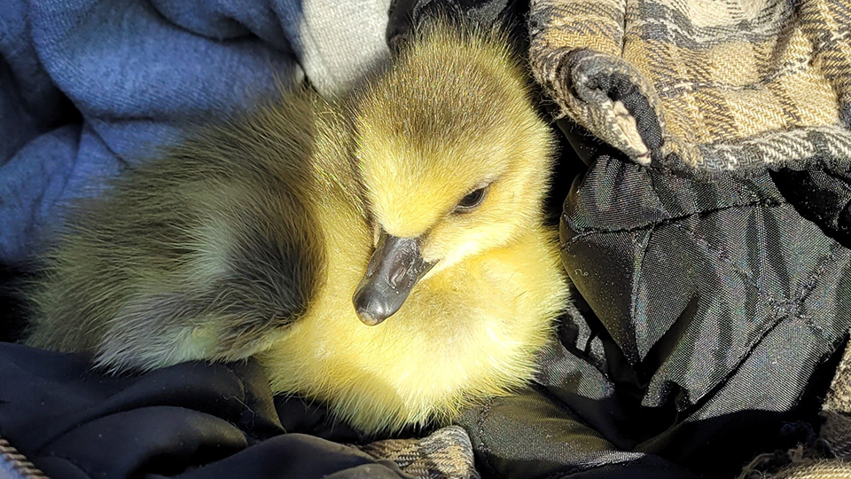 April 26, 2023: The injured gosling. We are hoping for the best for it and will let everyone know what happens.