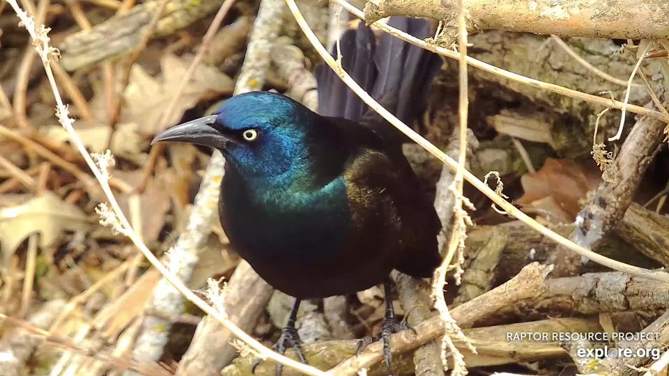 April 27, 2023: A grackle at the North nest.