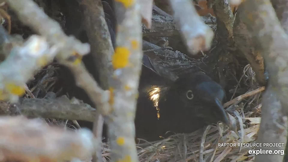 May 1, 2023: A grackle nesting inside the North nest.