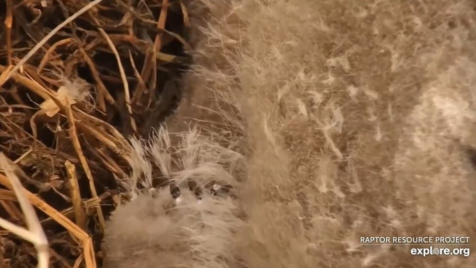 May 2, 2023: DH2's emerging pinfeathers