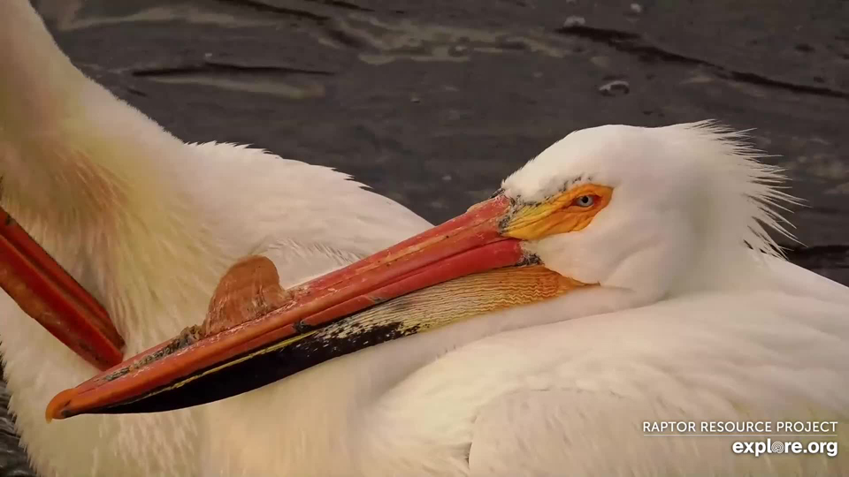 May 5, 2023: Pelican with breeding bump. But where did everyone go this morning?