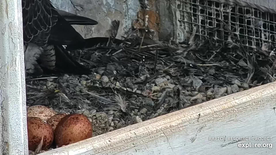 May 8, 2023: Savanna's eggs