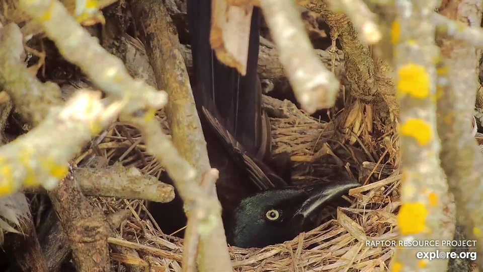 May 8, 2023: Incubation? Time will tell!
