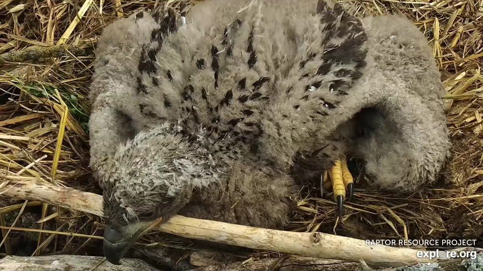 From 2023: Natal down (white), thermal down (grey), emerging juvenile feathers. 