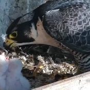 May 10, 2023: Savanna feeds her new hatchlings.