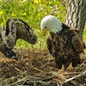 May 11, 2023: Like father, like son or daughter! DH2 shows off its warbling skills as it furls and unfurls its unwieldy wings!