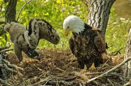 May 11, 2023: Like father, like son or daughter! DH2 shows off its warbling skills as it furls and unfurls its unwieldy wings!