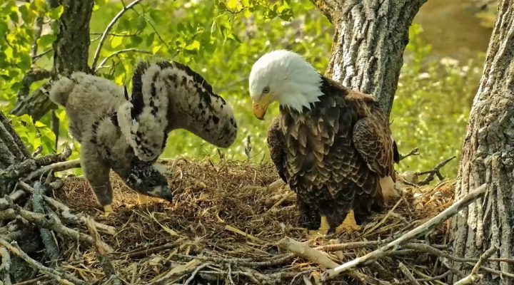 May 11, 2023: Like father, like son or daughter! DH2 shows off its warbling skills as it furls and unfurls its unwieldy wings!