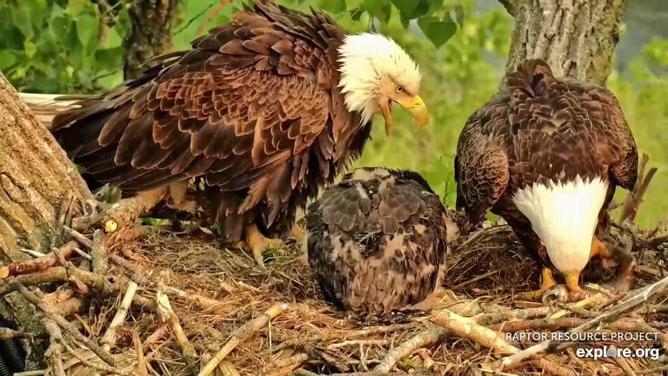 May 17, 2023: 'Hand over the food!' Recent eagle behavior has some fans wondering about eagle divorce!