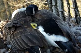 April 26, 2023: Mother Goose and gosling