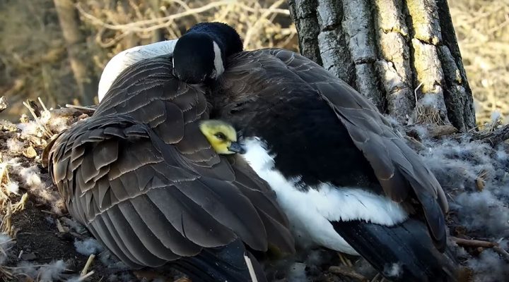 April 26, 2023: Mother Goose and gosling