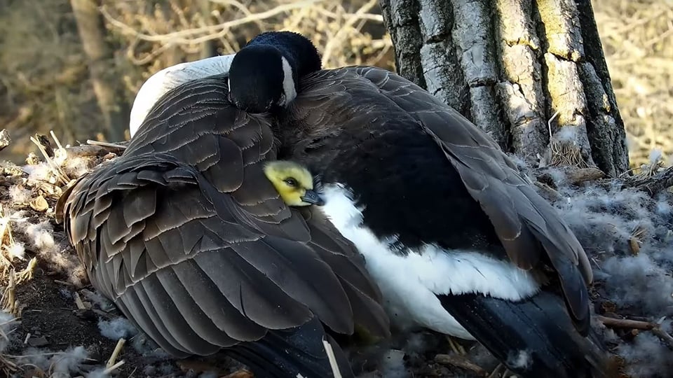 April 26, 2023: Mother Goose and gosling