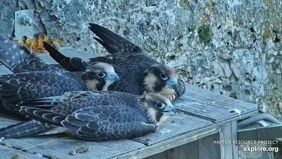 June 23, 2023: Fledglings at Great Spirit bluff!
