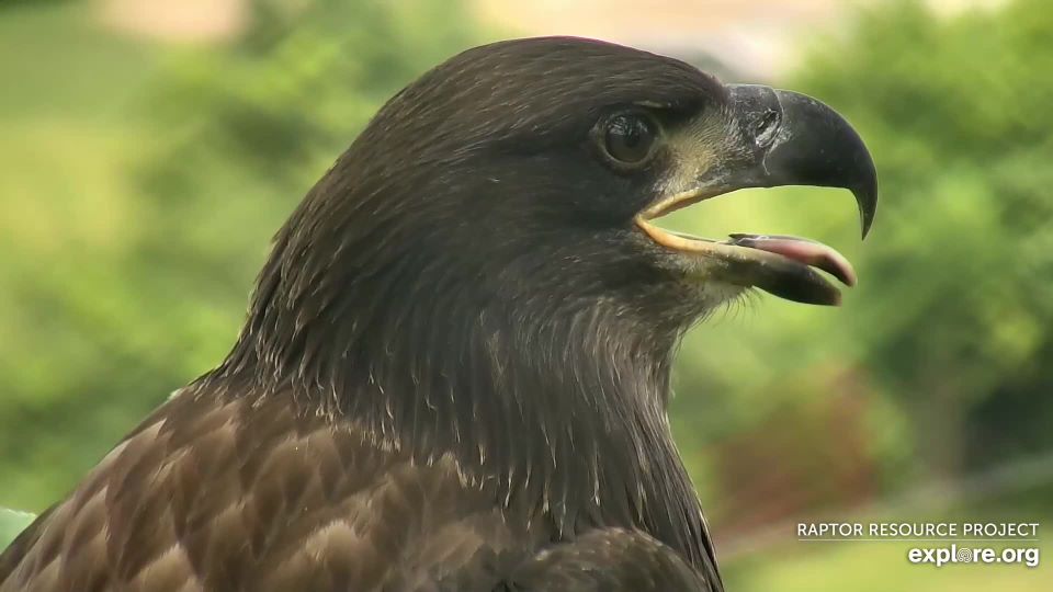 June 29, 2023: DH2 considers fledging.