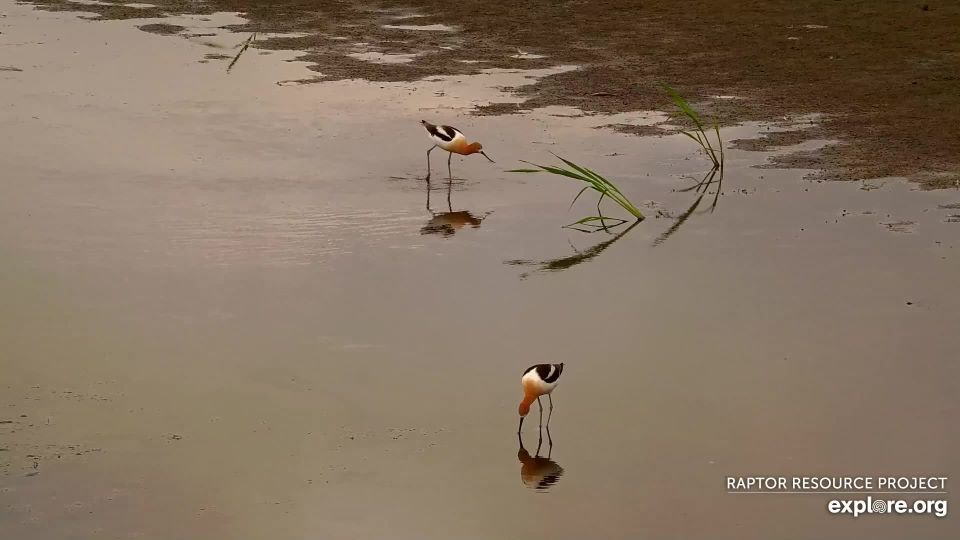 June 23, 2023: Elegance personified: American avocets on the flyway.