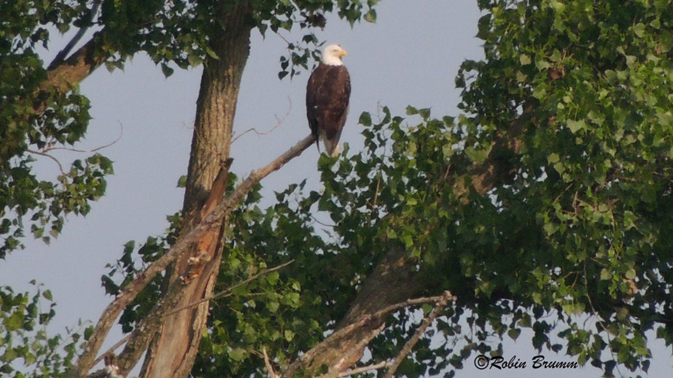 June 16, 2023: DM2 in the perch tree