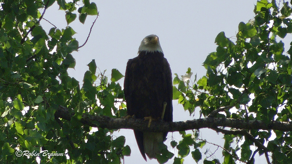 June 16, 2023: HM on a branch above and to the back of the nest